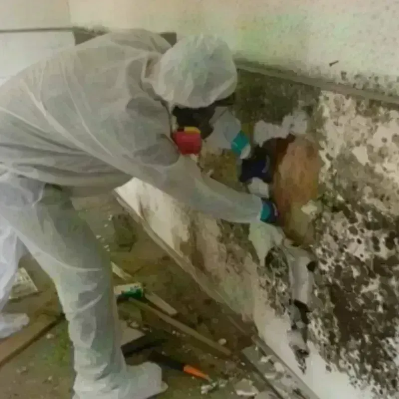 Mold Remediation and Removal in Genesee County, MI